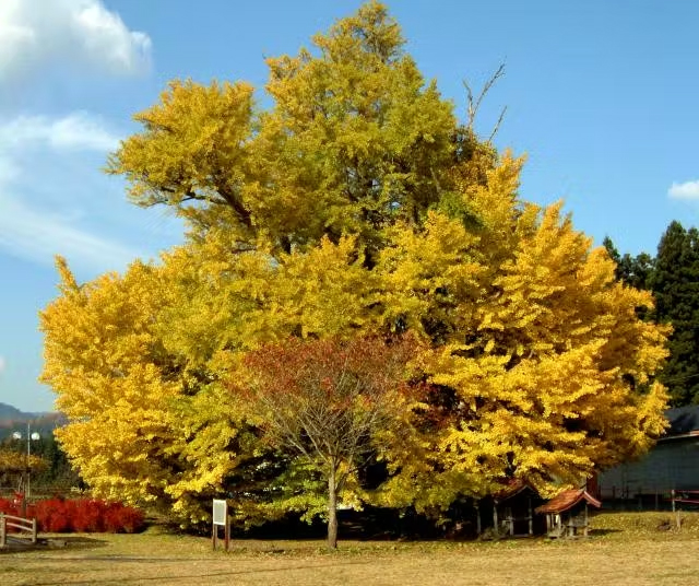 七戸町:写真:樹齢50余年銀南木