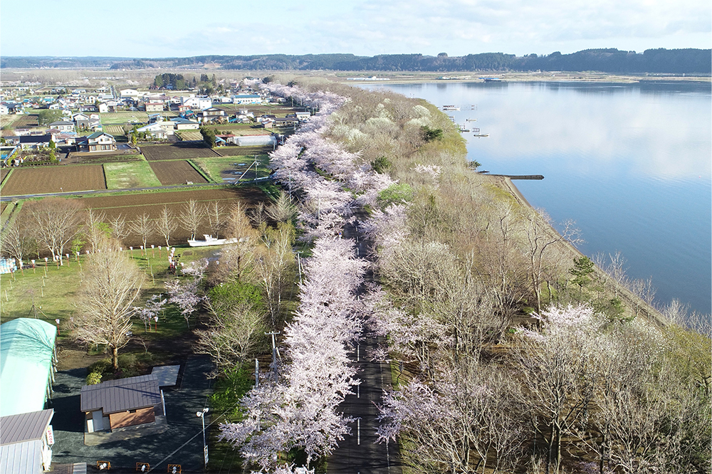 東北町:写真:千本桜(空撮)