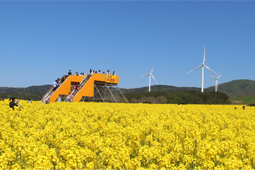 横浜町：写真：菜の花畑