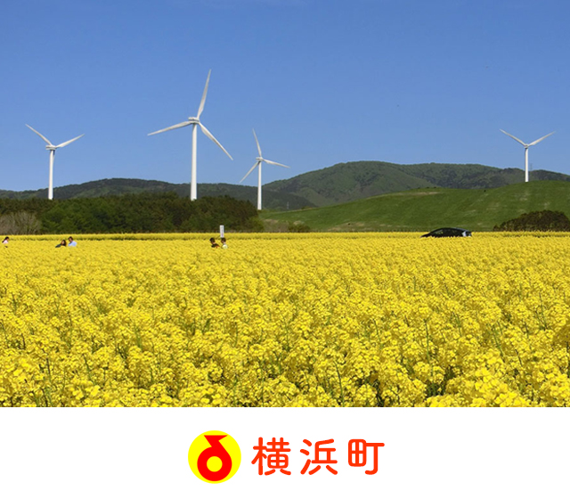 横浜町トップ－広大な面積を誇る菜の花畑