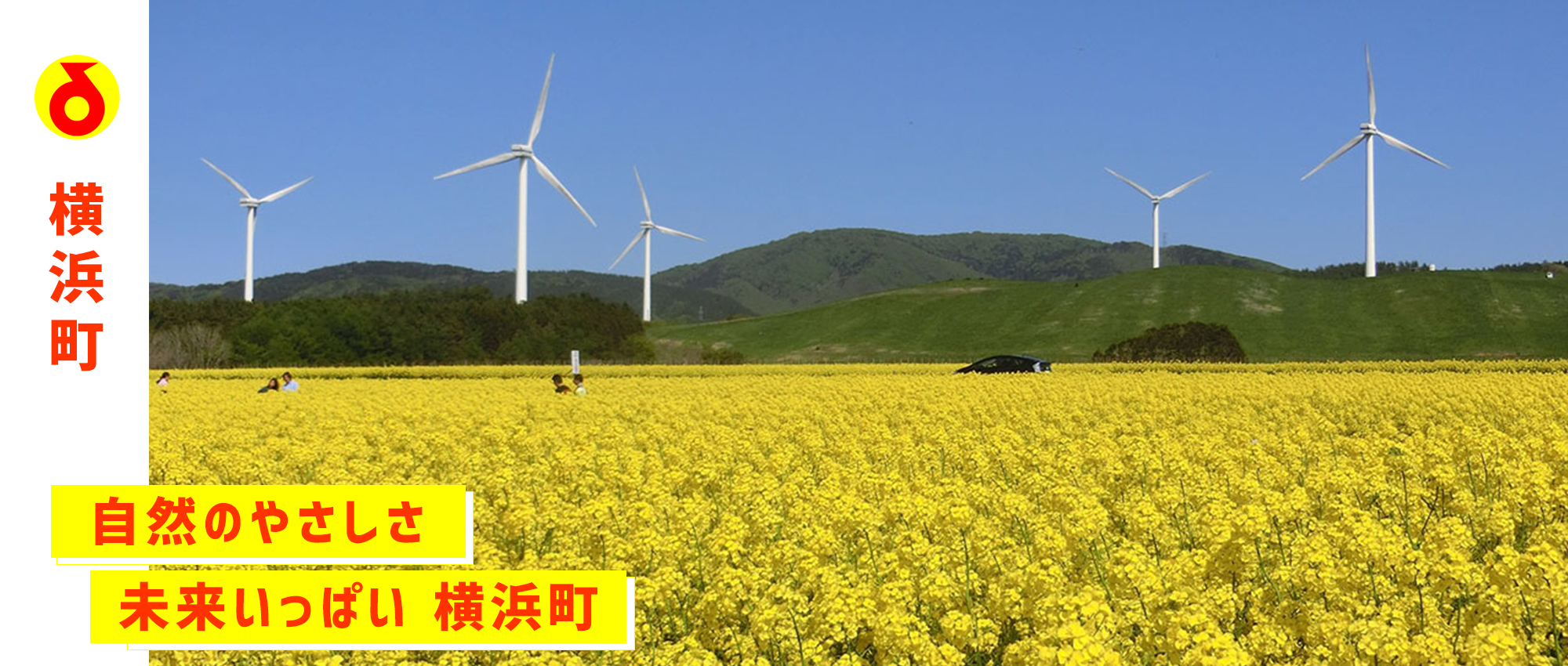 横浜町トップ－広大な面積を誇る菜の花畑